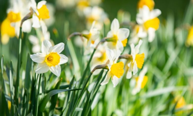 primavera