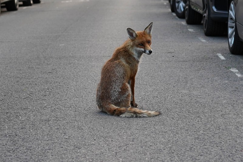 animali selvatici