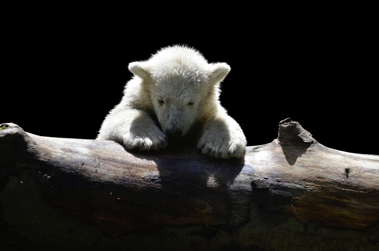 white bear photo