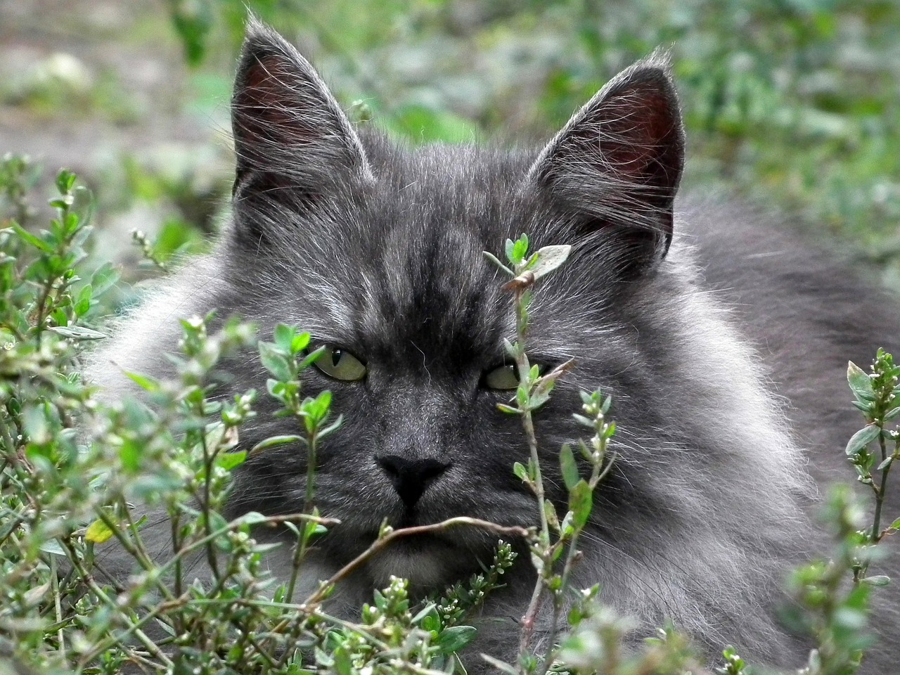 gatto grigio photo