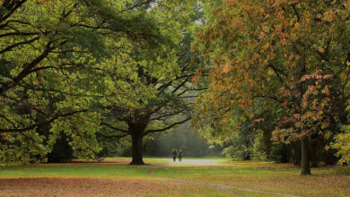 Tiergarten Stefano Comi Main