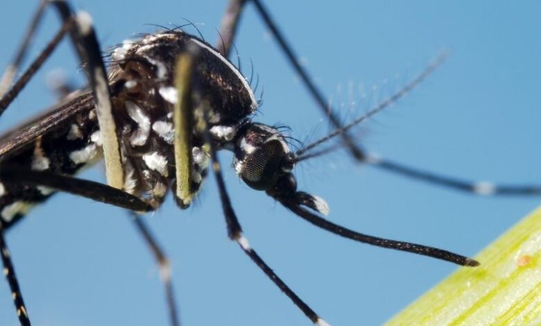 malaria