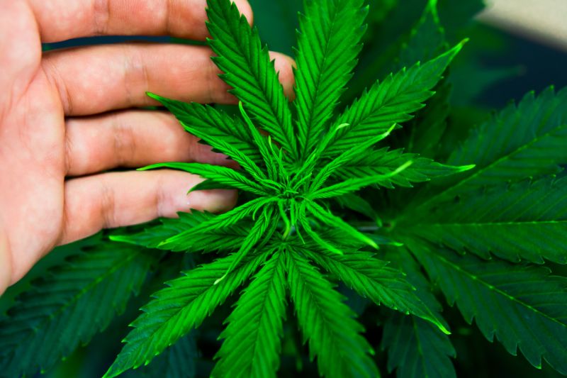 cannabis legale (1)