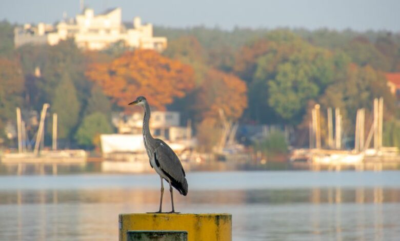 Passeggiata in bicicletta a Wannsee 6