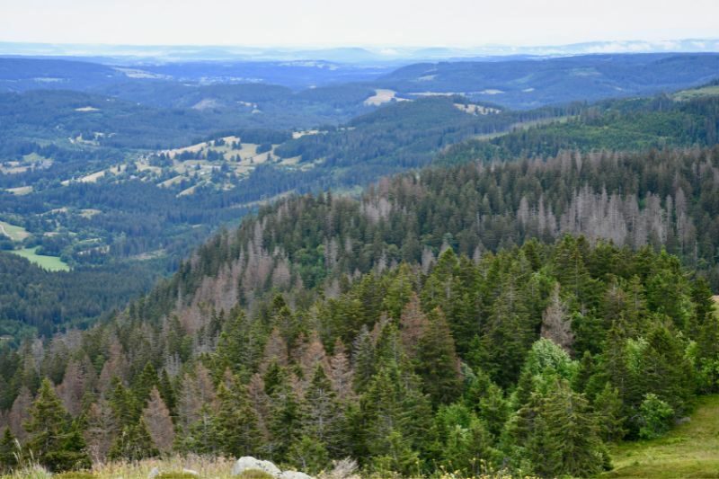 Montagna Parco Nazionale della foresta nera