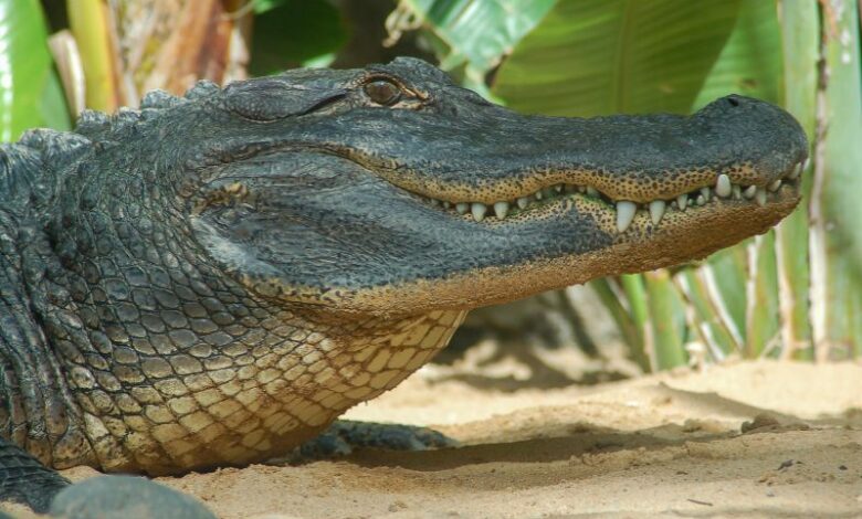coccodrillo