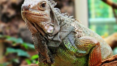 iguana