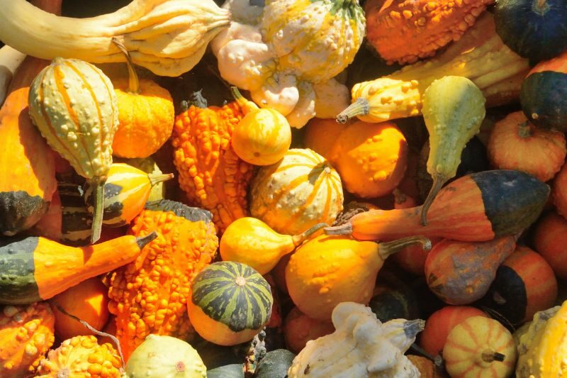 mercatini d autunno canva pro