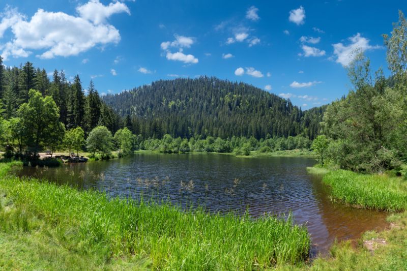 Foresta Nera Lago Sankenbachsee Baiersbronn