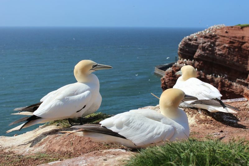 Heligoland canva pro