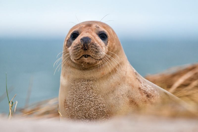 Heligoland