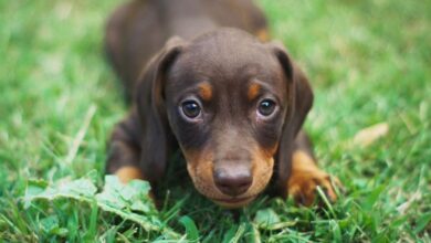 animali domestici in germania