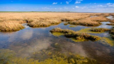 Mare di Wadden