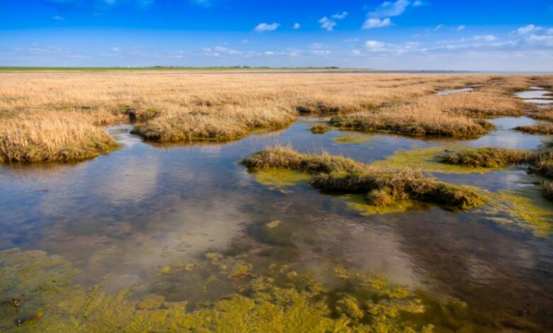 Mare di Wadden