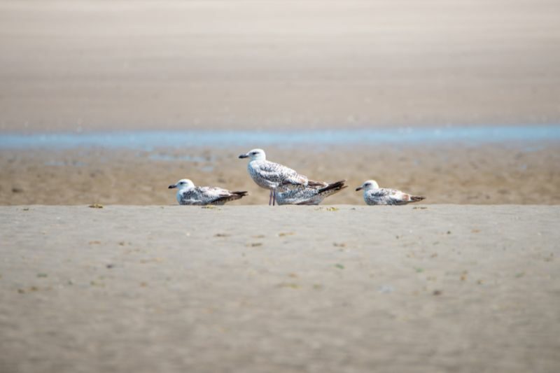 Mare di Wadden