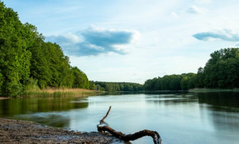 foresta di Grunewald