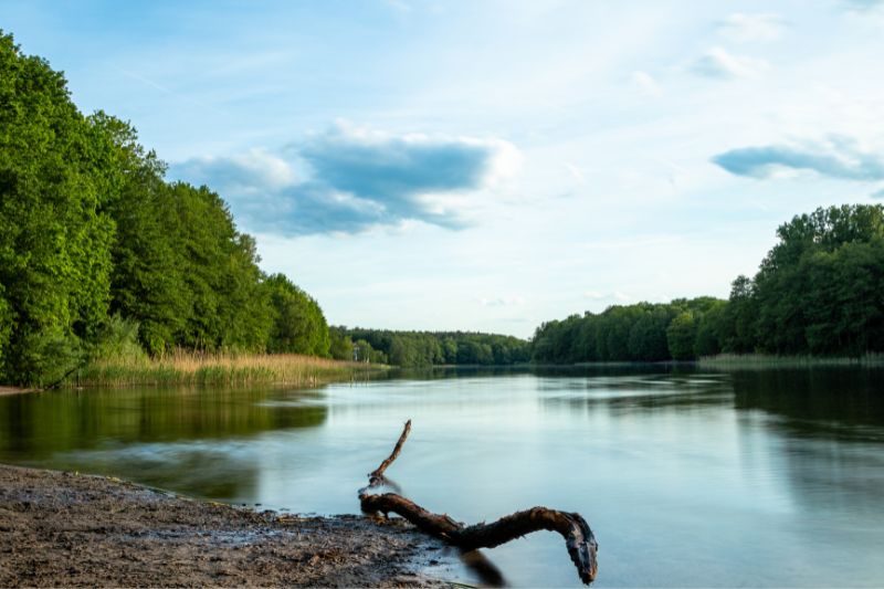 foresta di Grunewald