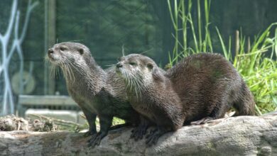 lontra ciuccio