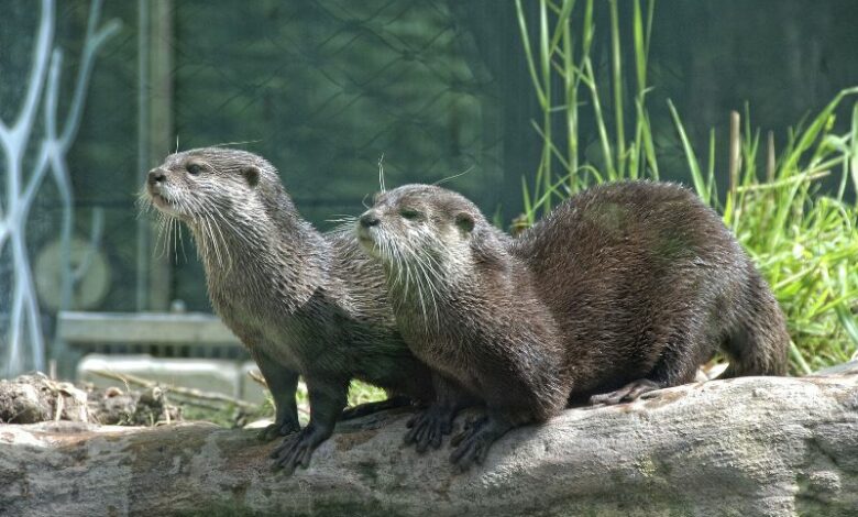 lontra ciuccio